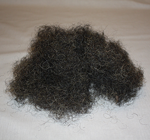 Horse Hair Photos and Images